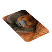 Porträt eines Orang-Utan-Männchens, Georgia, USA Magnet (Rechte Seite)