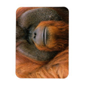 Porträt eines Orang-Utan-Männchens, Georgia, USA Magnet (Vertikal)