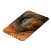 Porträt eines Orang-Utan-Männchens, Georgia, USA Magnet (Linke Seite)