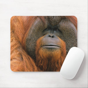 Porträt eines Orang-Utan-Männchens, Georgia, USA Mousepad