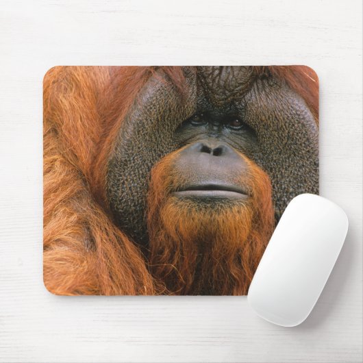 Porträt eines Orang-Utan-Männchens, Georgia, USA Mousepad (Mit Mouse)