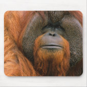 Porträt eines Orang-Utan-Männchens, Georgia, USA Mousepad (Vorne)