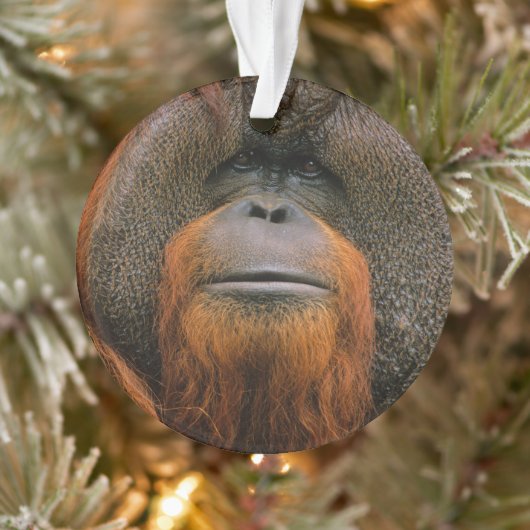 Porträt eines Orang-Utan-Männchens, Georgia, USA Ornament (Baum)