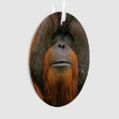 Porträt eines Orang-Utan-Männchens, Georgia, USA Ornament (Vorderseite)