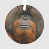 Porträt eines Orang-Utan-Männchens, Georgia, USA Ornament (Rückseite)