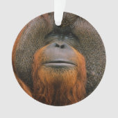 Porträt eines Orang-Utan-Männchens, Georgia, USA Ornament (Vorderseite)