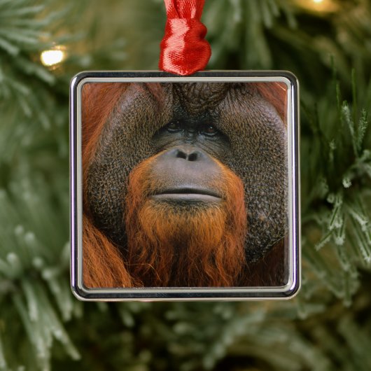 Porträt eines Orang-Utan-Männchens, Georgia, USA Ornament Aus Metall (Baum)