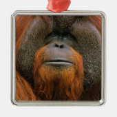 Porträt eines Orang-Utan-Männchens, Georgia, USA Ornament Aus Metall (Vorne)