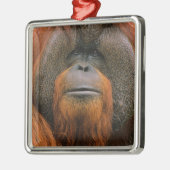 Porträt eines Orang-Utan-Männchens, Georgia, USA Ornament Aus Metall (Links)