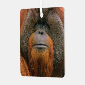 Porträt eines Orang-Utan-Männchens, Georgia, USA Ornament Aus Metall (Vorderseite links)