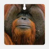 Porträt eines Orang-Utan-Männchens, Georgia, USA Ornament Aus Metall (Vorderseite)