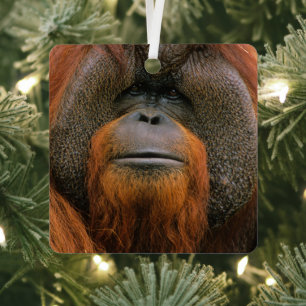 Porträt eines Orang-Utan-Männchens, Georgia, USA Ornament Aus Metall