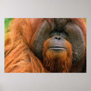 Porträt eines Orang-Utan-Männchens, Georgia, USA Poster