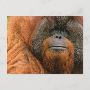 Porträt eines Orang-Utan-Männchens, Georgia, USA Postkarte