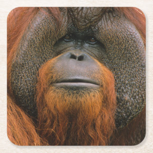 Porträt eines Orang-Utan-Männchens, Georgia, USA Rechteckiger Pappuntersetzer