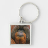 Porträt eines Orang-Utan-Männchens, Georgia, USA Schlüsselanhänger (Vorne)