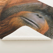 Porträt eines Orang-Utan-Männchens, Georgia, USA Sherpadecke (3/4)