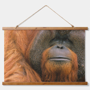 Porträt eines Orang-Utan-Männchens, Georgia, USA Wandteppich Mit Holzrahmen
