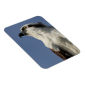 Porträt eines Ospreys Magnet (Rechte Seite)