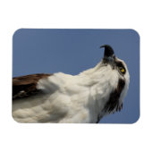 Porträt eines Ospreys Magnet (Horizontal)