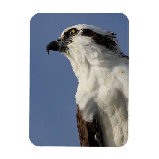 Porträt eines Ospreys Magnet (Vertikal)