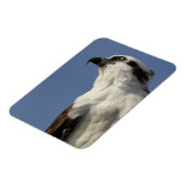 Porträt eines Ospreys Magnet (Linke Seite)