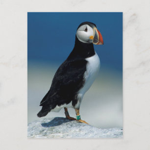 Porträt eines Papageitauchers Postkarte