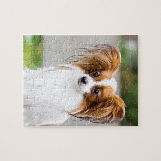 Porträt eines papillon Hundes Puzzle (Horizontal)