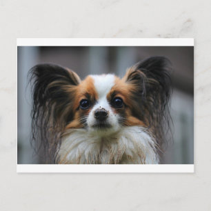 Porträt eines reinrassigen Papillon-Hundes Postkarte