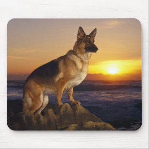 Porträt eines Schäferhund-Hundes oder des Mousepad