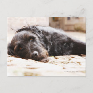 Porträt eines schwarzen Hundes, der im Garten lieg Postkarte