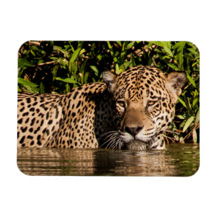 Porträt eines schwimmenden Jaguars Magnet