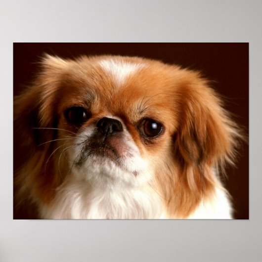 Porträt eines Spaniel-Hundes Poster (Vorne)