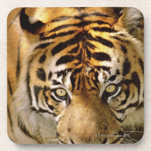Porträt eines Tigers Getränkeuntersetzer