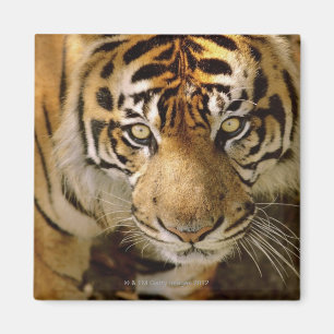 Porträt eines Tigers Magnet