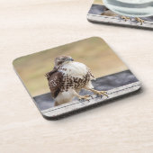 Porträt eines ungetrübten roten Schwanzfalken Getränkeuntersetzer (Linke Seite)