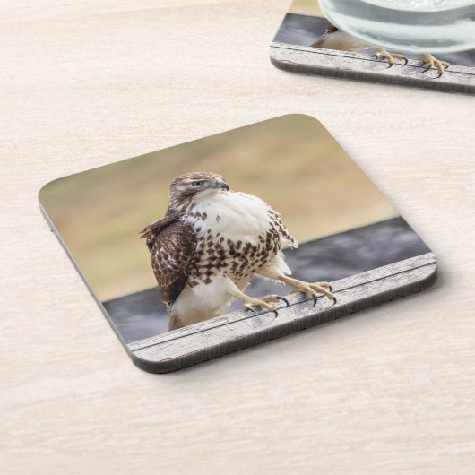 Porträt eines ungetrübten roten Schwanzfalken Getränkeuntersetzer (Linke Seite)