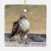 Porträt eines ungetrübten roten Schwanzfalken Keramikornament (Rückseite)