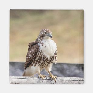 Porträt eines ungetrübten roten Schwanzfalken Magnet