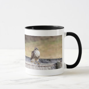 Porträt eines ungetrübten roten Schwanzfalken Tasse