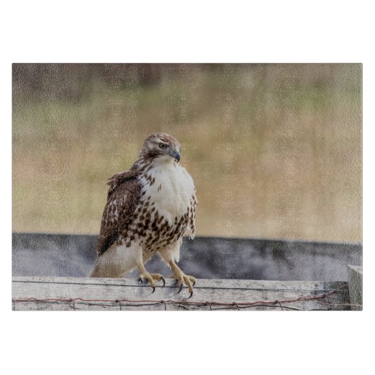 Porträt eines unreifes Rot angebundenen Falken Schneidebrett (Vorderseite)