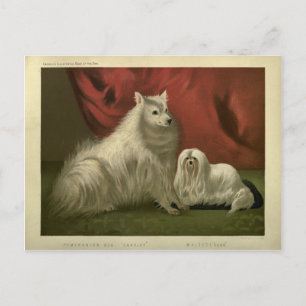 Porträt eines vintage Pomeranian-Malteser-Hundes Postkarte