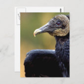 Porträt eines Vulkans Postkarte (Vorne/Hinten)