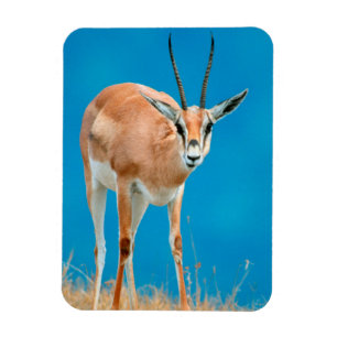 Porträt eines weiblichen Grant-Gazelle (Gazella Gr Magnet