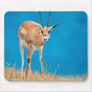 Porträt eines weiblichen Grant-Gazelle (Gazella Gr Mousepad