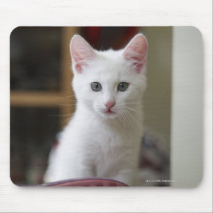 Porträt eines weißen Kätzchens, Schweden Mousepad