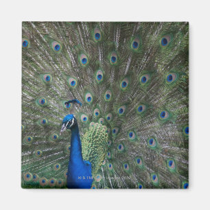 Porträt, Federn, bunt, Pfau, draußen, Magnet