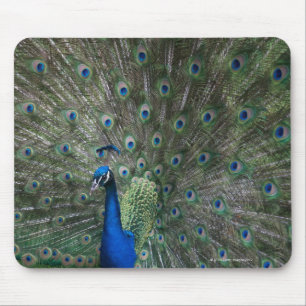 Porträt, Federn, bunt, Pfau, draußen, Mousepad