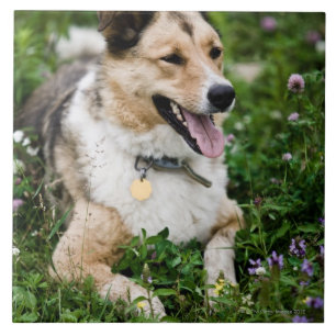 Porträt im Freiendes Hundes hinlegend in der Wies Fliese
