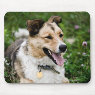Porträt im Freiendes Hundes hinlegend in der Wies Mousepad